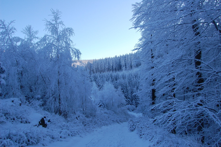 Vánoce 2008 220.jpg
