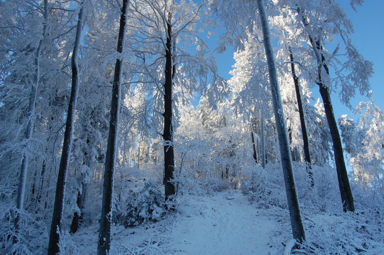 Vánoce 2008 219.jpg