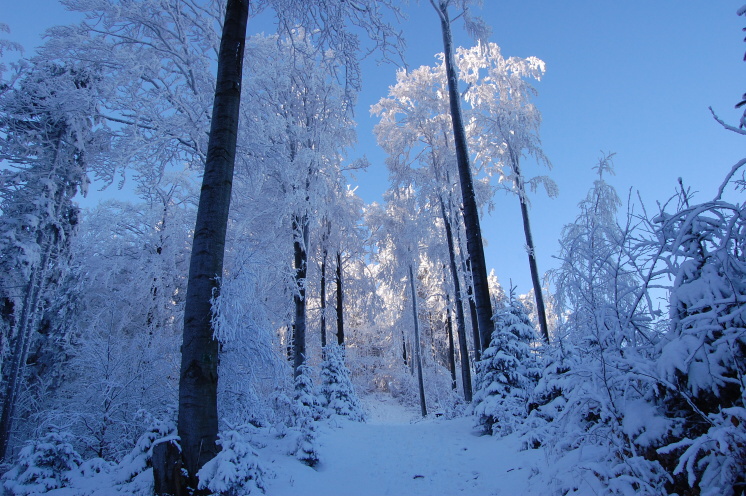 Vánoce 2008 213.jpg