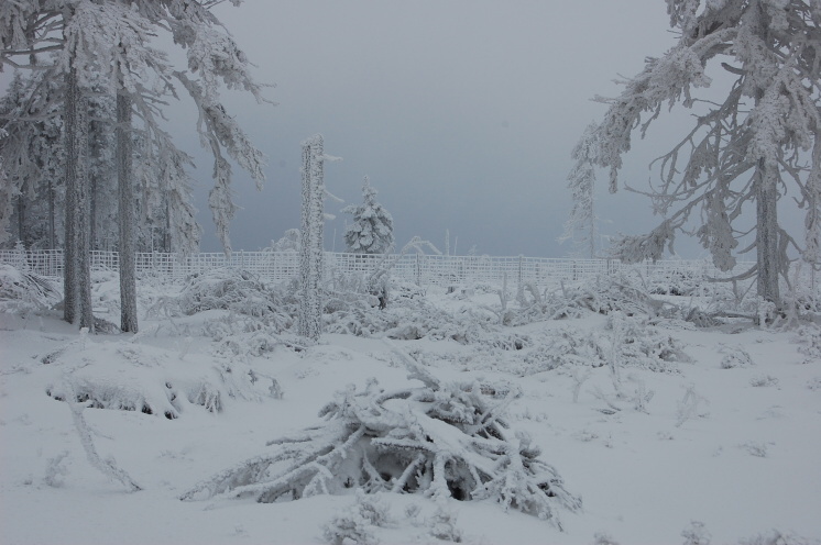 Vánoce 2008 159.jpg