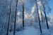 Vánoce 2008 219.jpg